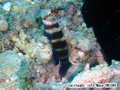 クビアカハゼ/Amblyeleotris wheeleri/Gorgeous shrimp goby