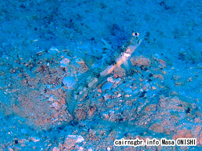 ヒメオニハゼ/Tomiyamichthys alleni /Highfin shrimpgoby
