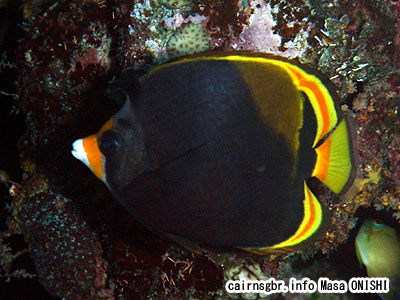 ブラックバタフライフィッシュ/Chaetodon flavirostris/Black butterflyfish、Dusky butterflyfish