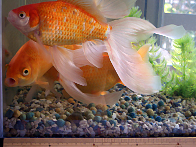 どでか金魚