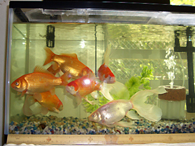 金魚