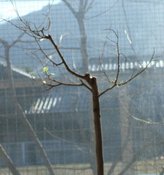 tree-1