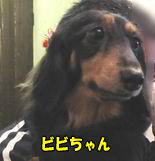 ¼¡½÷¤Î¥Ó¥Ó¤Á¤ã¤ó
