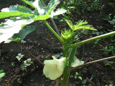 okura01.JPG