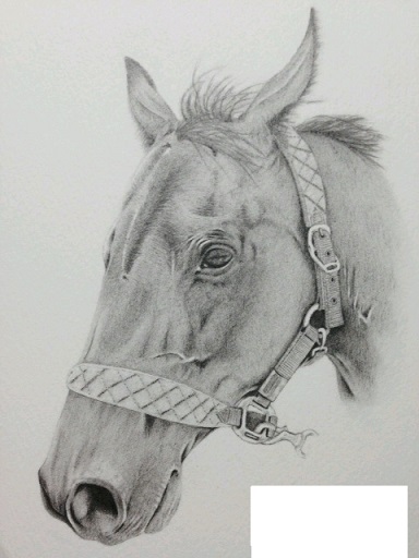 リアルな馬の鉛筆画 色鉛筆で馬を描きました🐎 世界一イケメンと称えられる馬