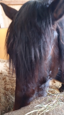 ロングヘアーL
