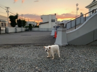 チロ