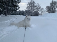 雪丸