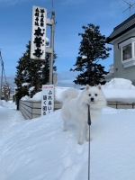 雪丸