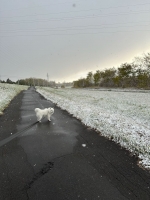 雪丸