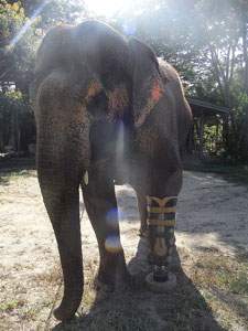 モータラ(49歳)