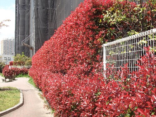 ４月２０日 金 紅カナメ 梅と桜と向日葵の幸せの会