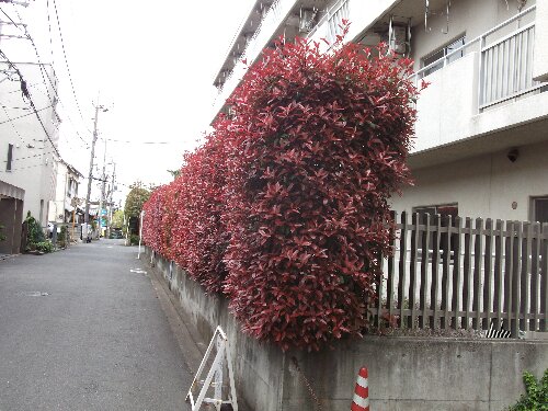 ４月２０日 金 紅カナメ 梅と桜と向日葵の幸せの会