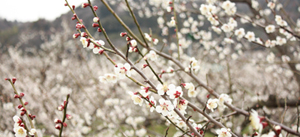ume.jpg