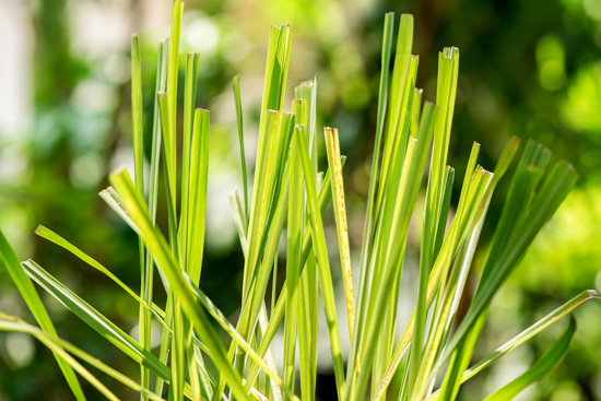 20190704_lemongrass_image2.jpg