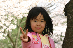 桜