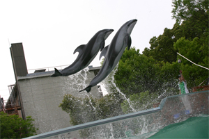 イルカのジャンプ