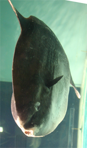 マンボー