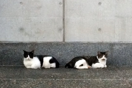 千駄ヶ谷 東京体育館の猫