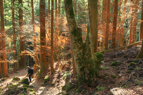 大持山・小持山・武甲山歩