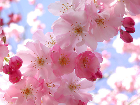 桜