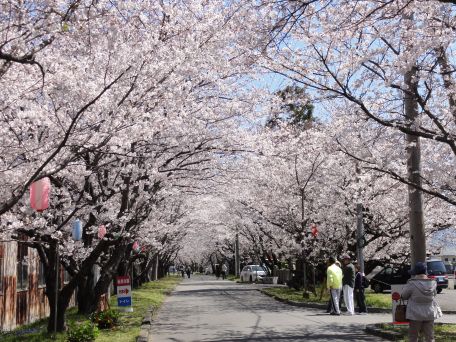 桜in桜の馬場_20110406