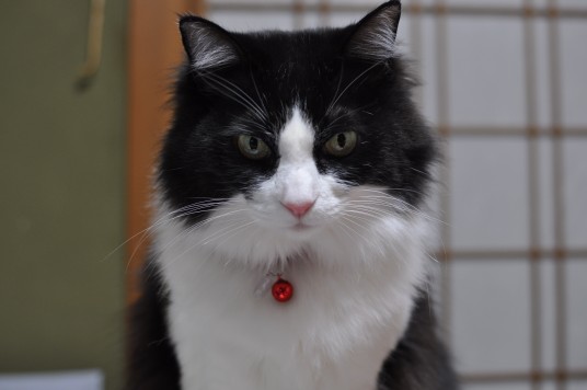 ミャア_20120222