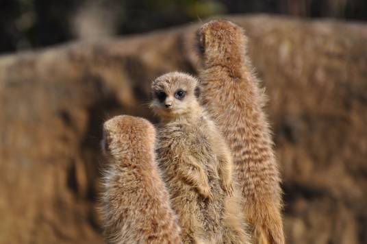 20130119_とくしま動物園3