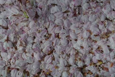 20130403_岩脇桜の馬場2