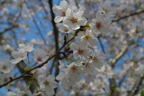 20130403_岩脇桜の馬場3
