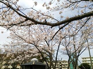 rps20140401_123745_633.jpg