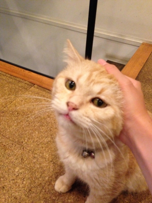 たまの時間