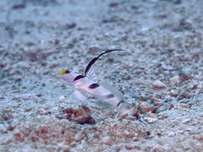 ヒレナガネジリンボウ