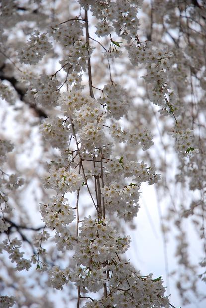 圓明寺のしだれ桜3