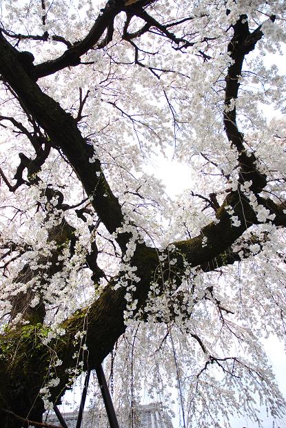 圓明寺のしだれ桜2