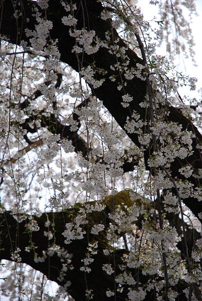 圓明寺のしだれ桜4