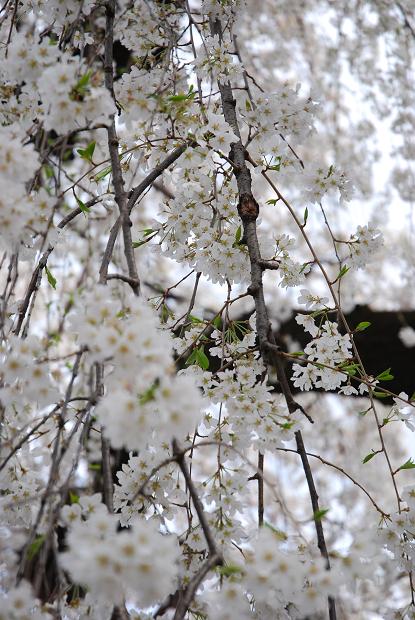 圓明寺のしだれ桜5