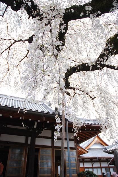 圓明寺のしだれ桜6