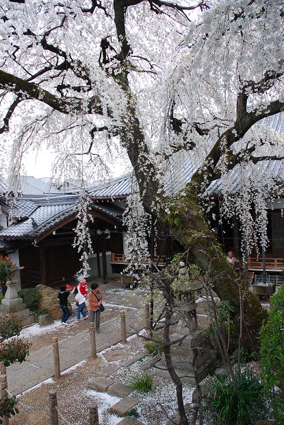 圓明寺のしだれ桜1