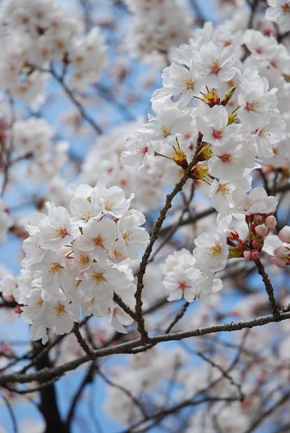 犬山城 桜