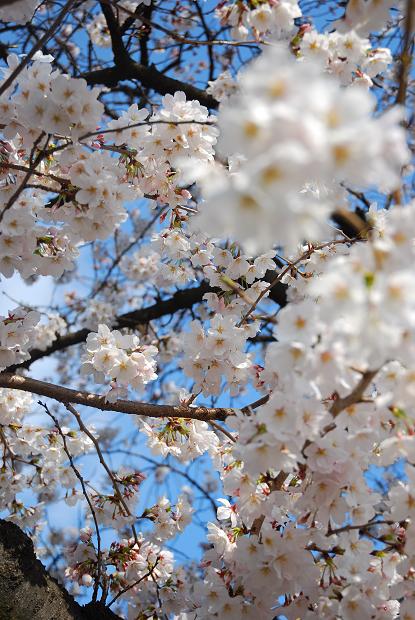 五条川 桜