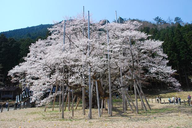 淡墨桜