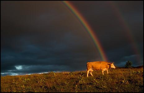 golden cow