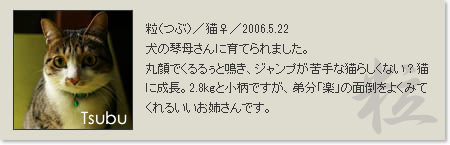 prof_tsubu2013