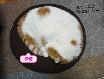 20130212_4.jpg