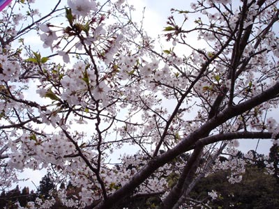 桜