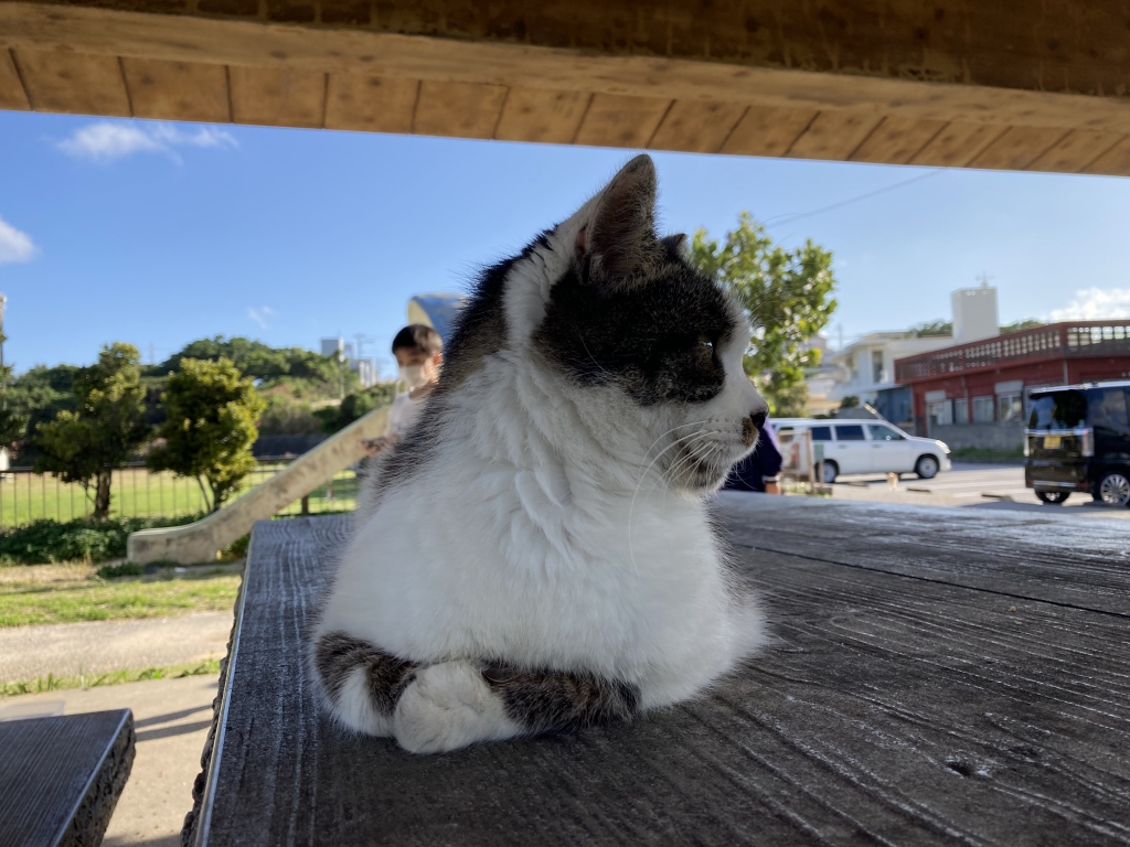 2023年02月14日の記事 | 沖縄 心理カウンセリング~潜在意識紀行