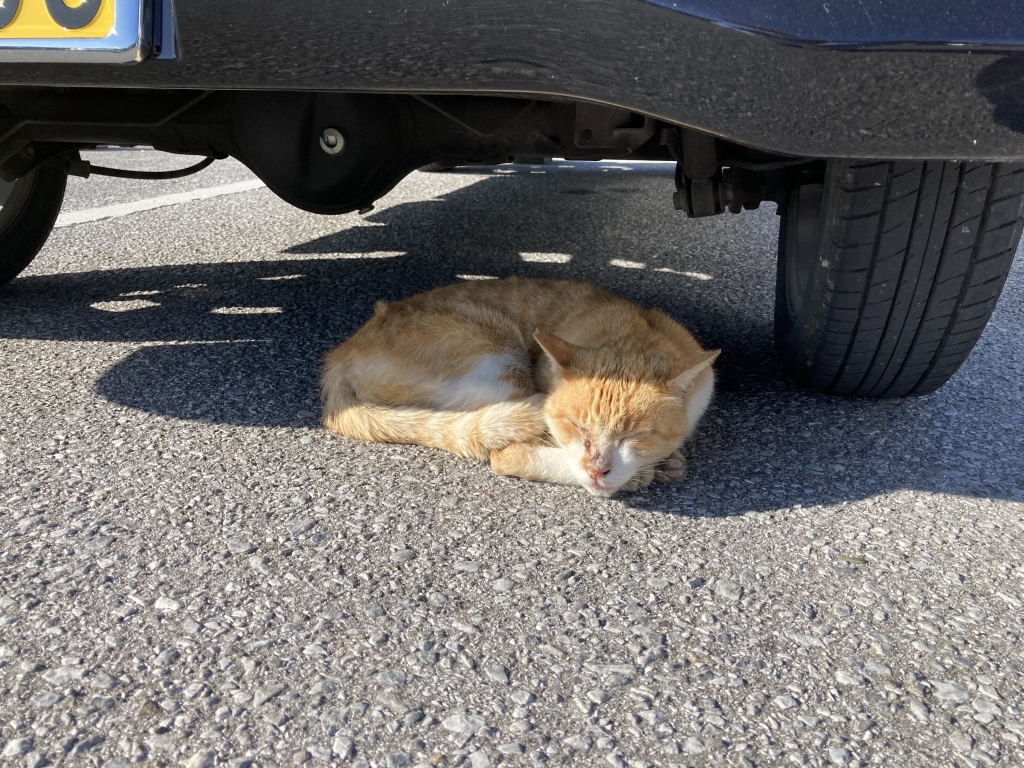 2023年02月24日の記事 | 沖縄 心理カウンセリング~潜在意識紀行