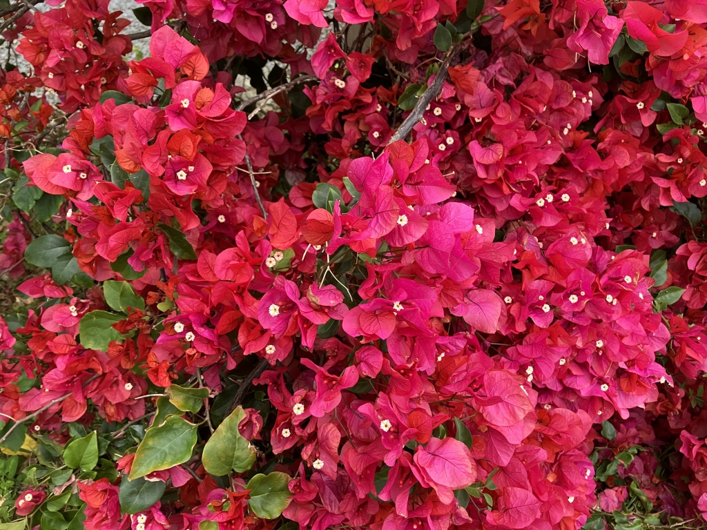 2023年11月01日の記事 | 沖縄 心理カウンセリング~潜在意識紀行