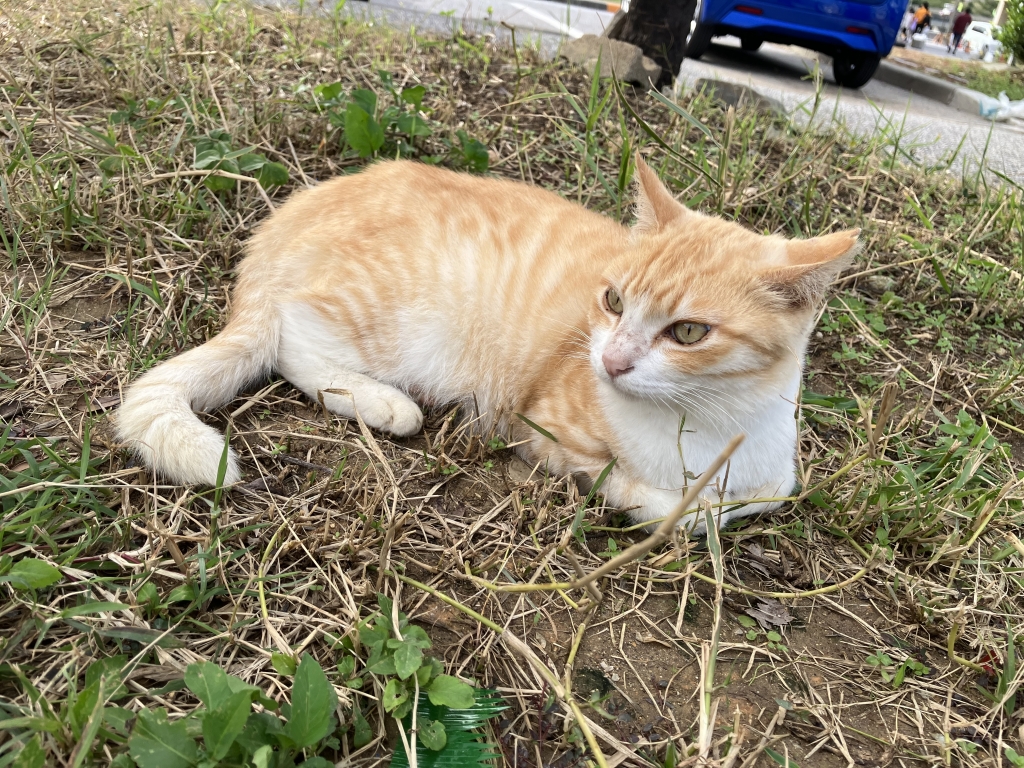 2023年11月04日の記事 | 沖縄 心理カウンセリング~潜在意識紀行